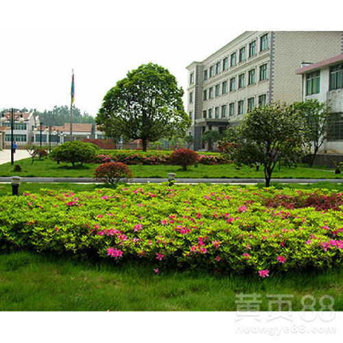 花都園林綠化工程價格解析 從設計到養護的全方位參考