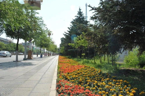 執法局提升城市園林綠化水平 為創衛增添色彩