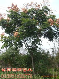沭陽縣錦源園林綠化苗木場 自然之美，匠心之綠